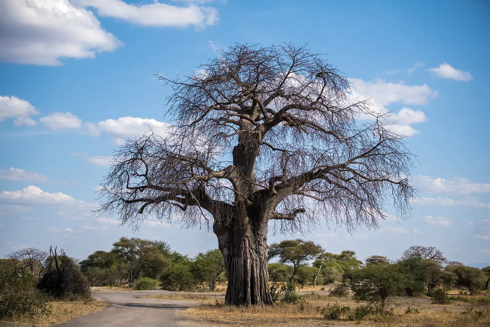 Un enorme baobab dai rami spogli accanto a una pista nel Parco nazionale del Tarangire