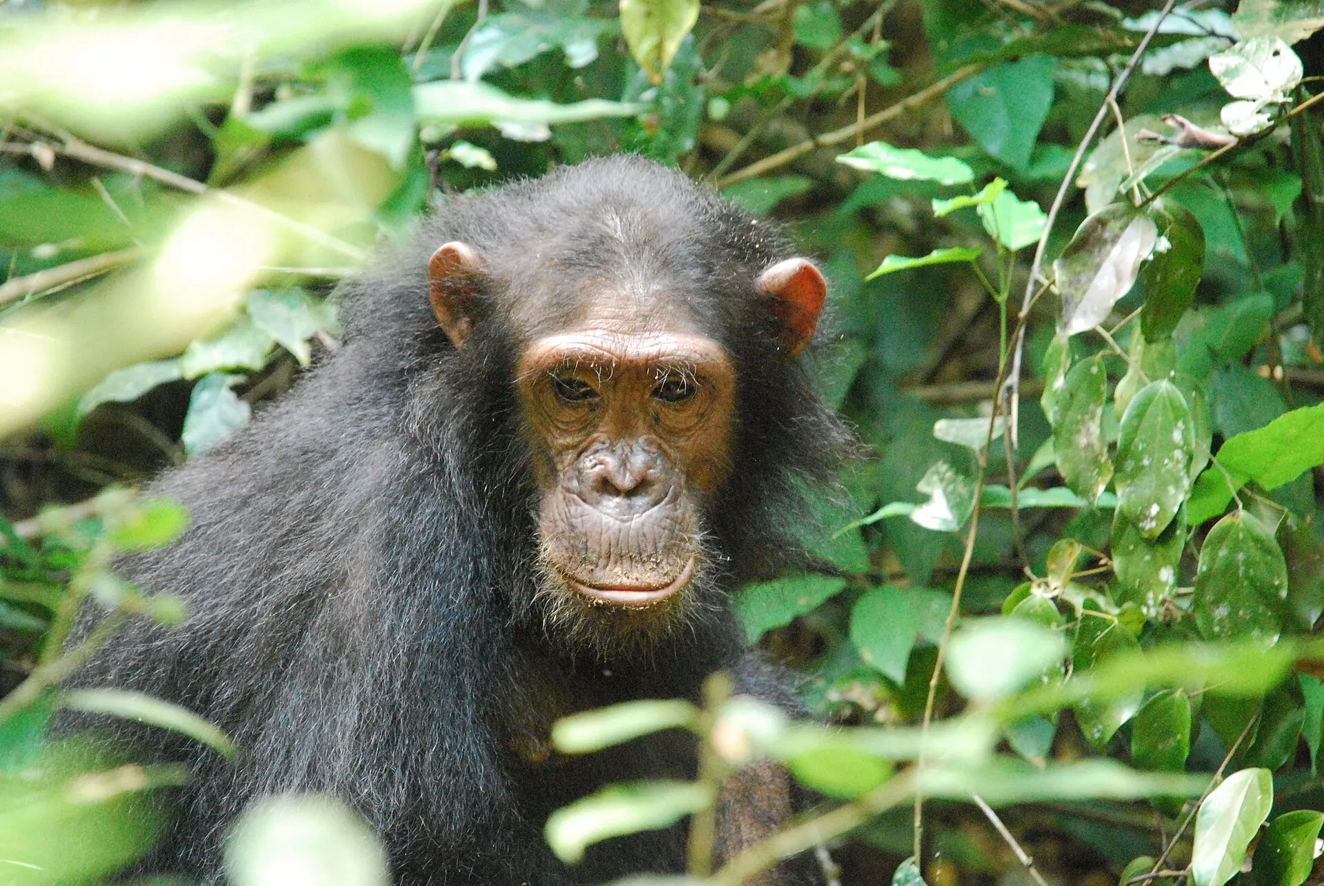 Un chimpancé oriental salvaje asomándose entre el denso follaje verde del Parque Nacional de Gombe Stream