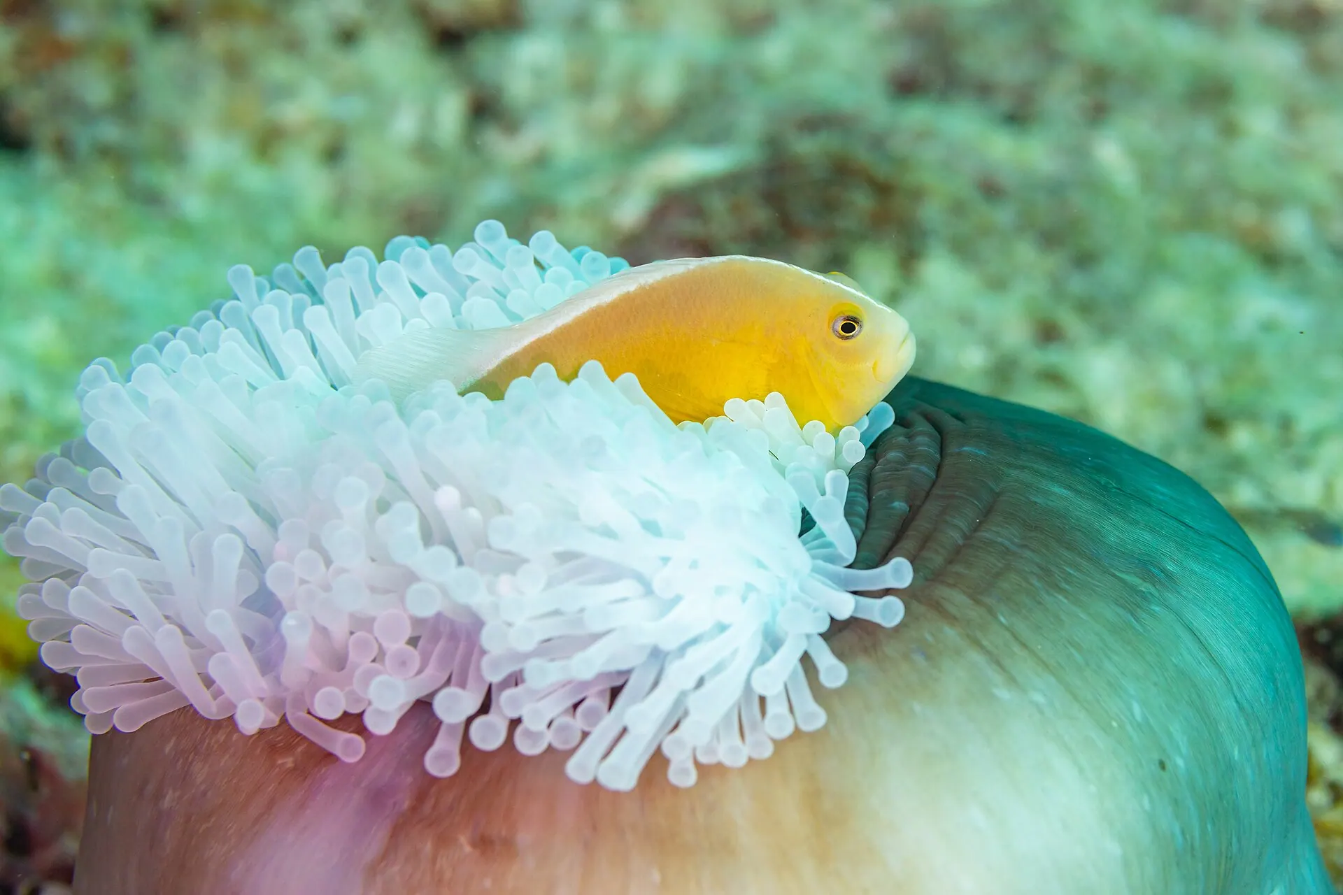 Een roze anemoonvis die schuilt in een prachtanemoon op een koraalrif voor Zanzibar