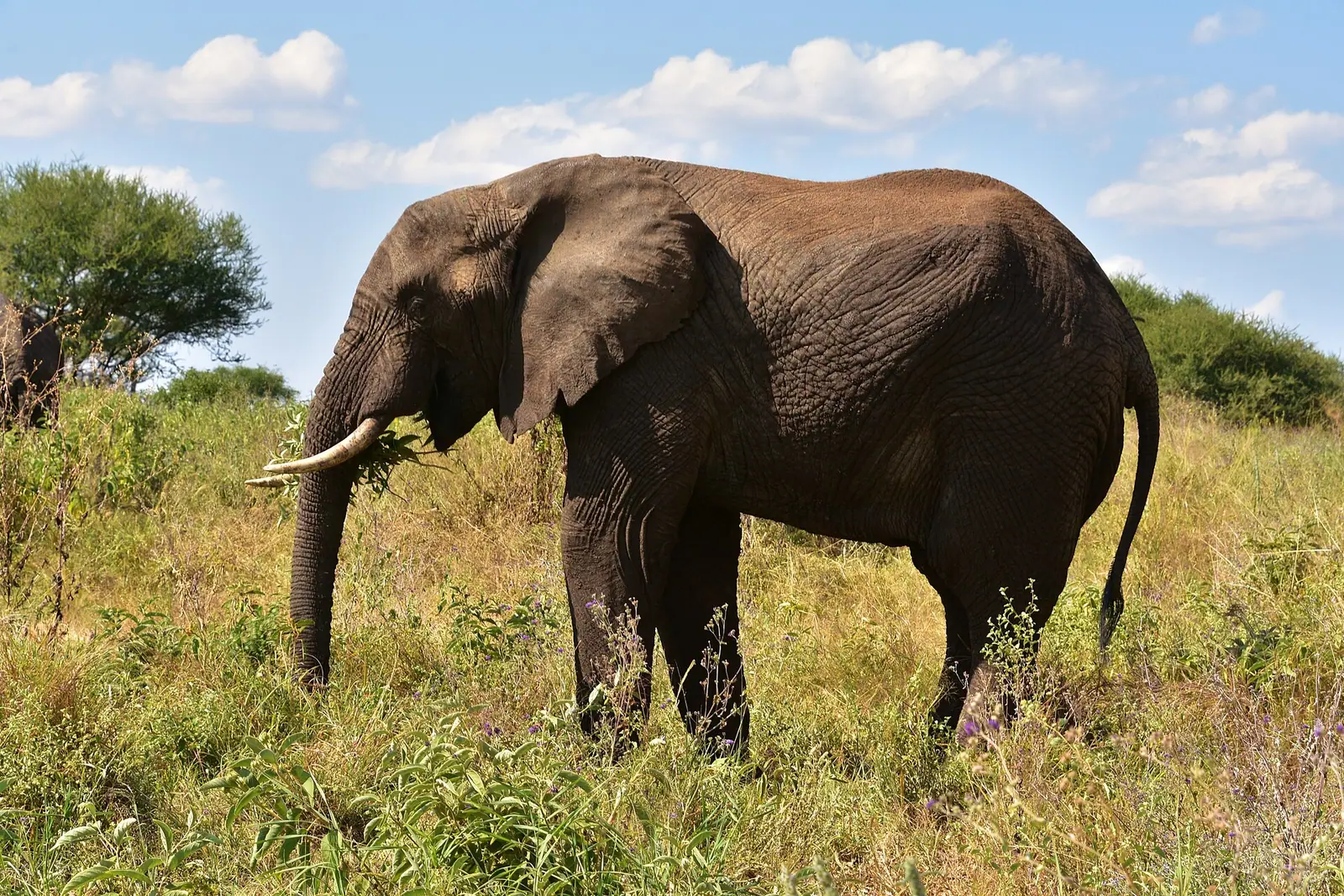 An African elephant walking through green grass in Tarangire National Park