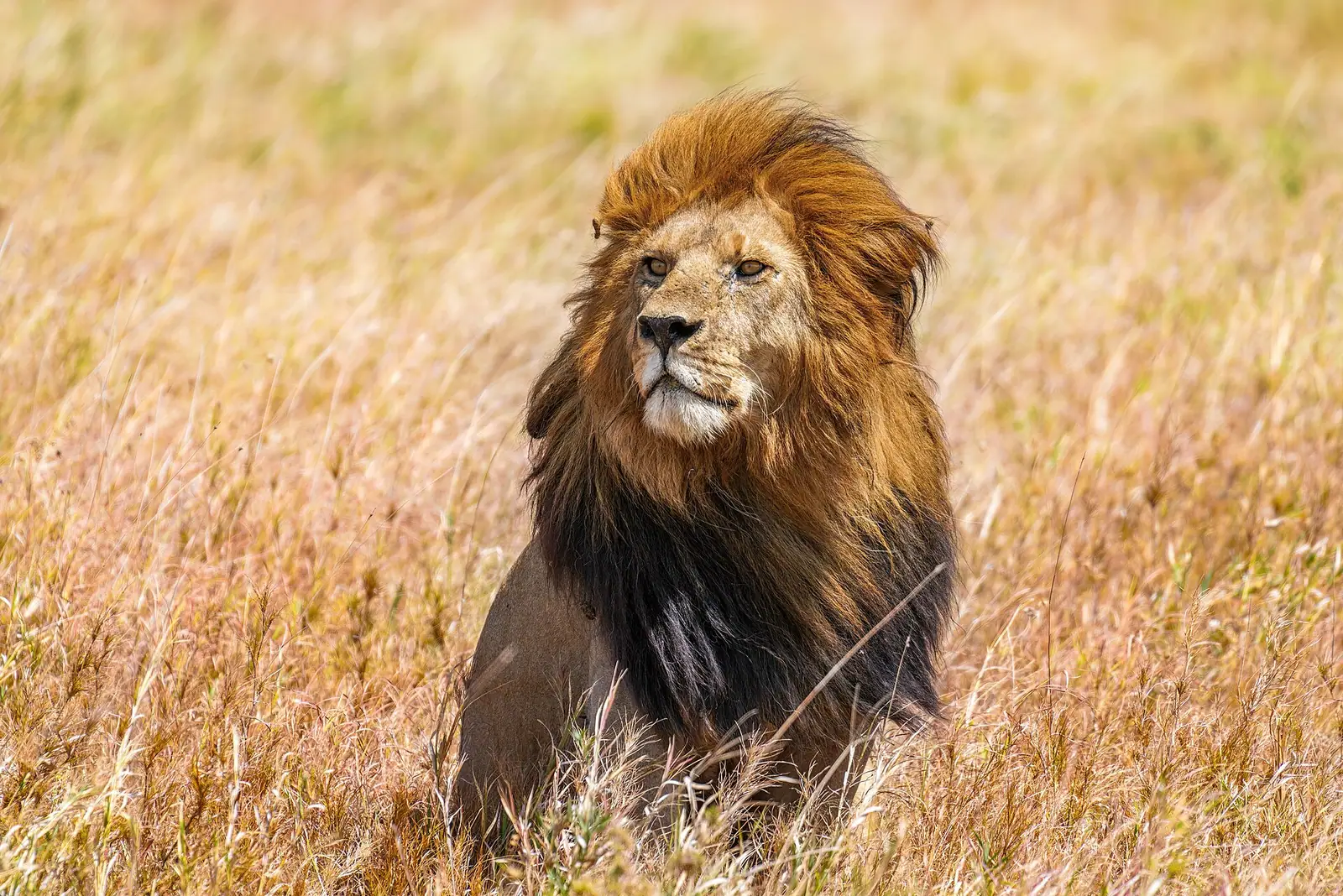 A dark-maned male lion sitting in golden grass in Serengeti National Park