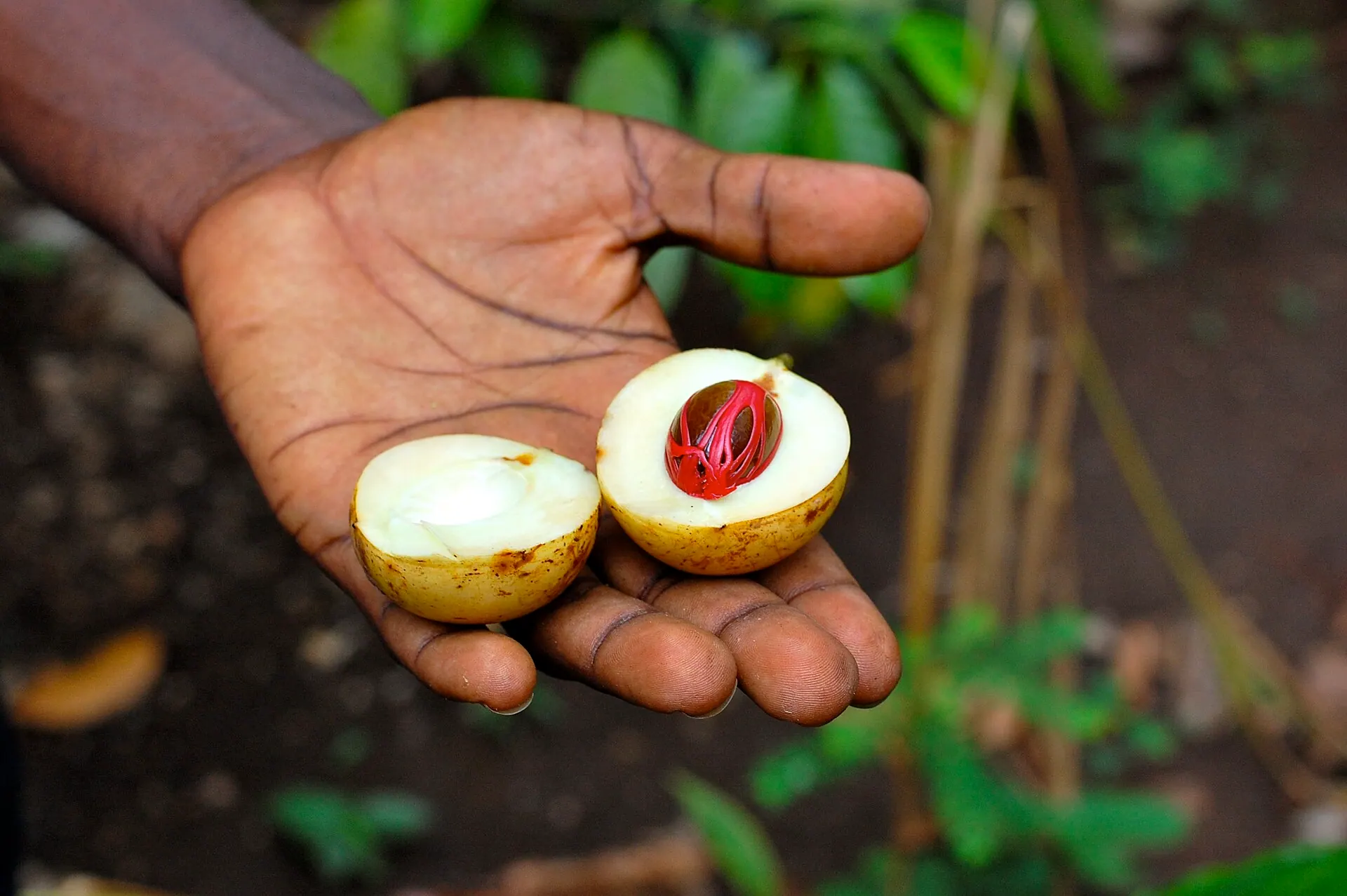 Een hand met een pas geopende nootmuskaatvrucht met de rode foelie, op een specerijenboerderij op Zanzibar