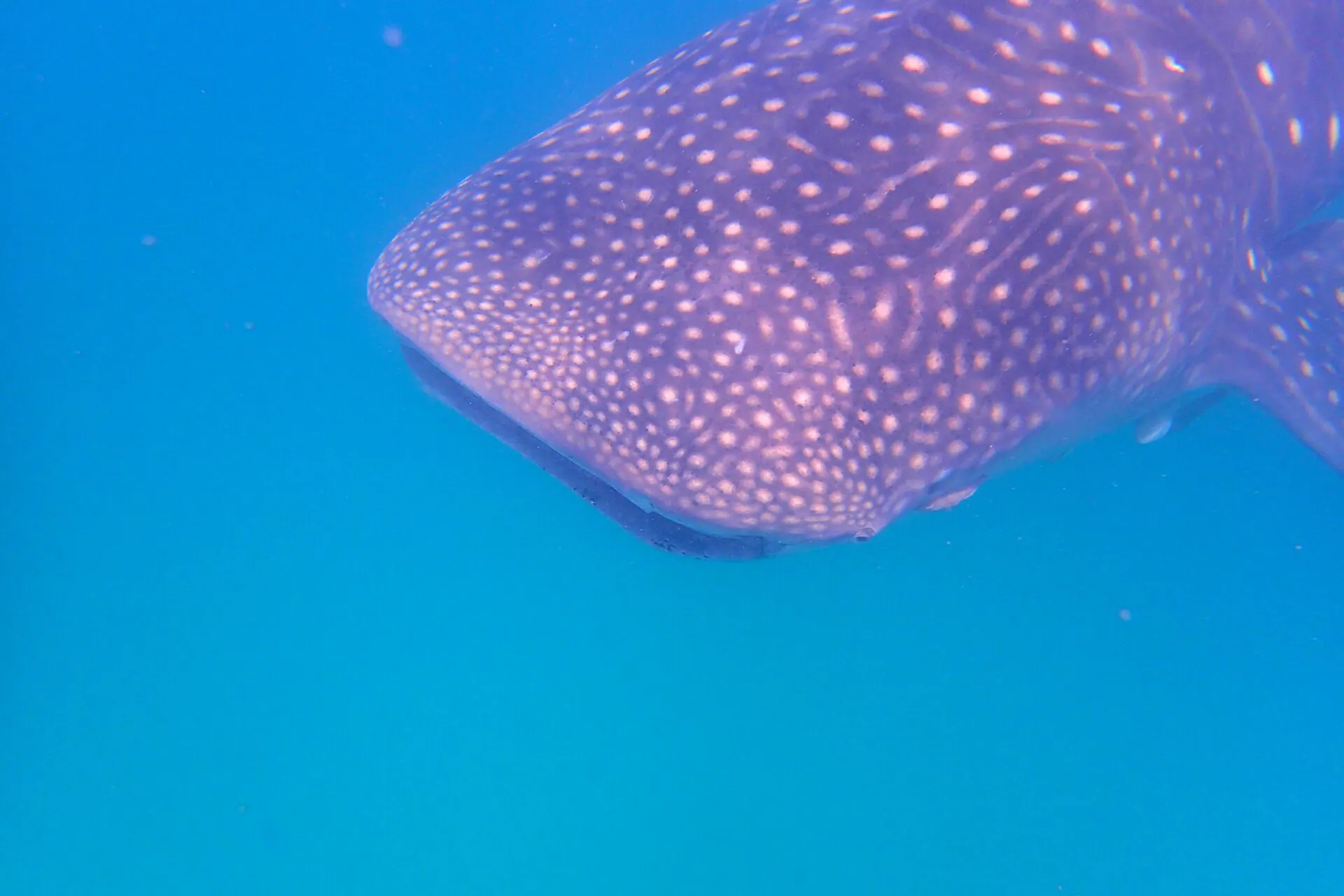 Een gevlekte walvishaai die door het heldere blauwe water voor Mafia Island glijdt