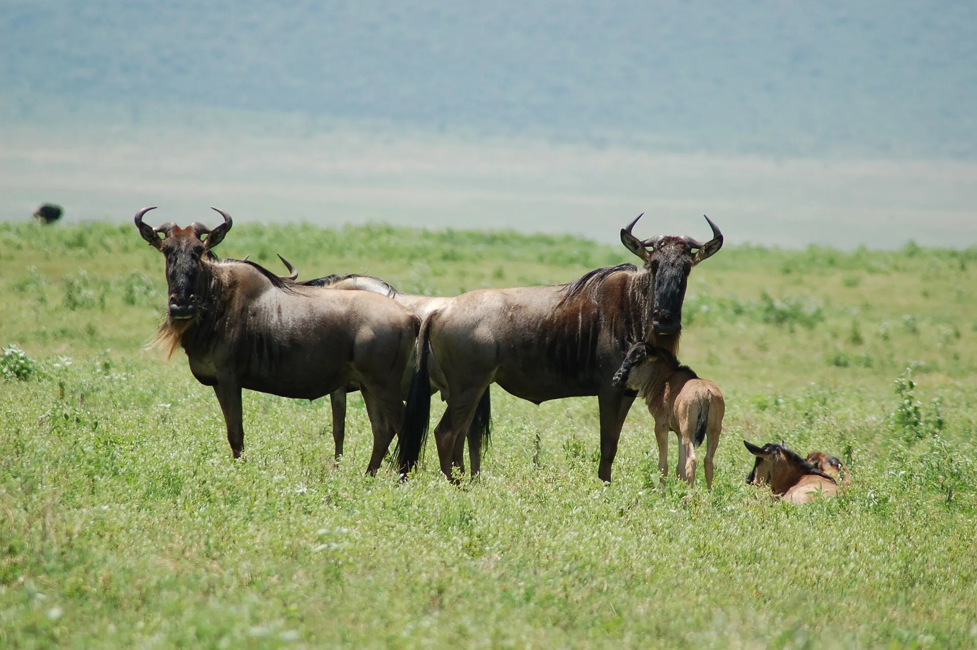 Wildebeest cows with their tan calves on green short-grass plains in the Ngorongoro Conservation Area