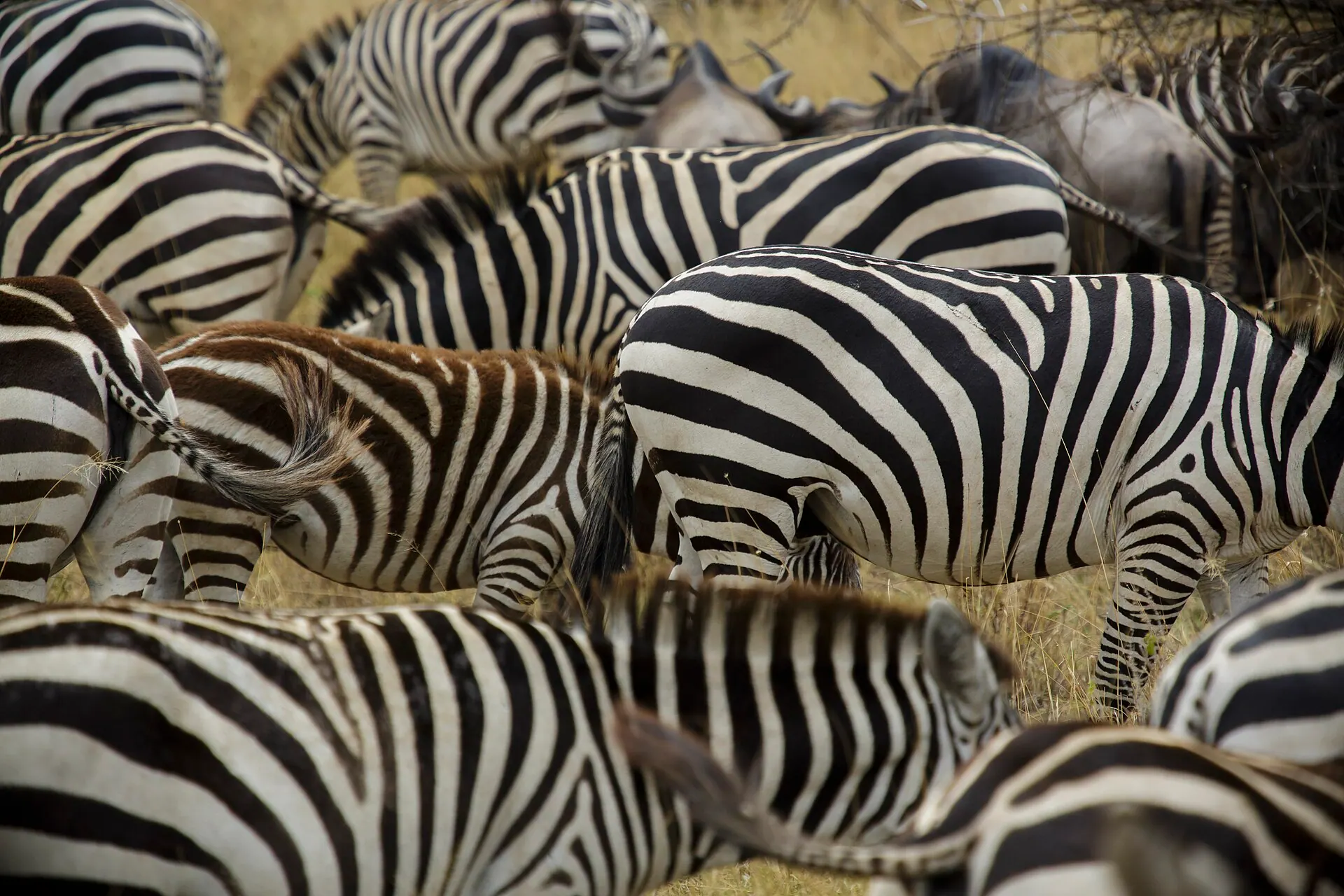 A tightly packed herd of plains zebra, their stripes overlapping, in Serengeti National Park