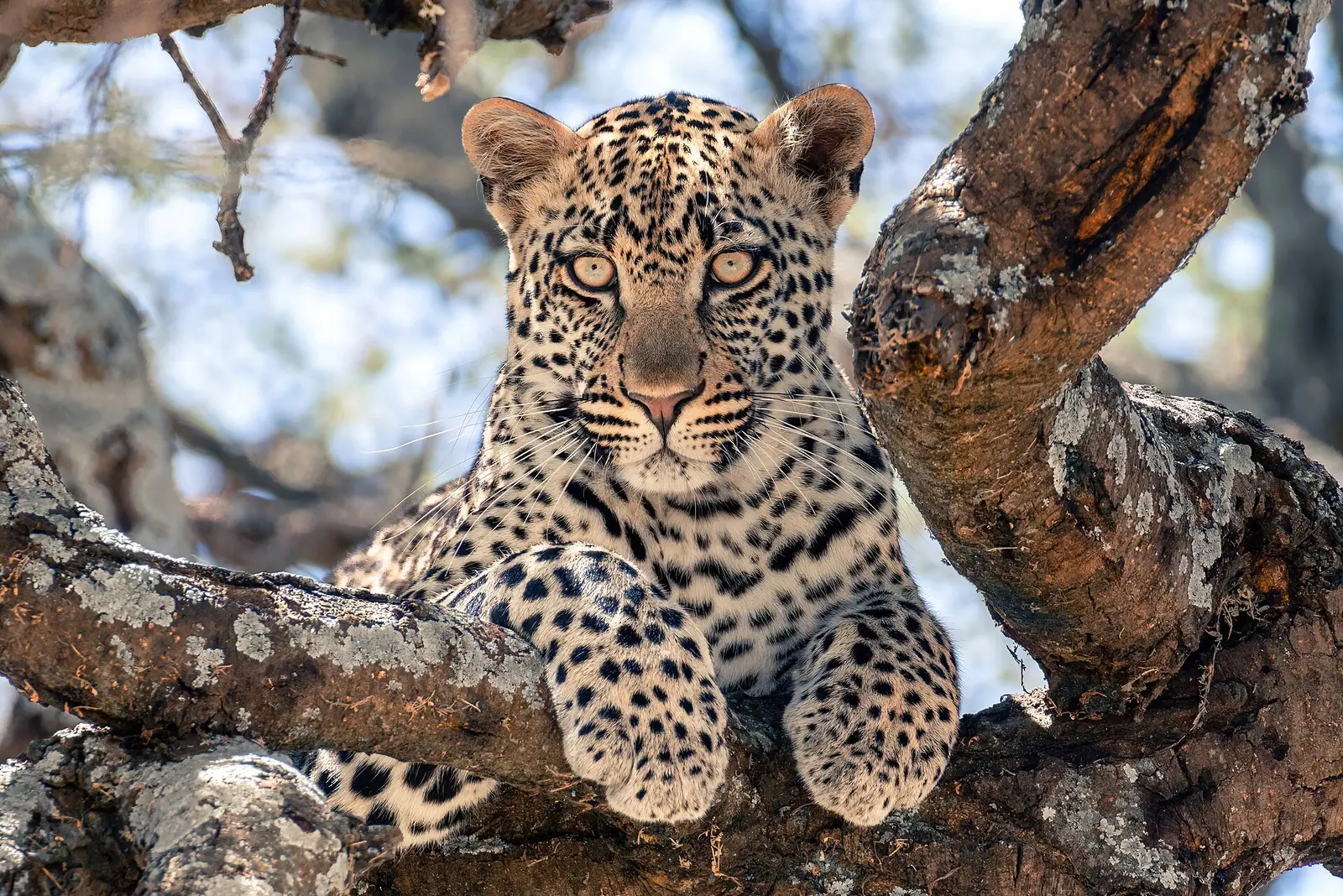 A young leopard resting in the fork of a tree in Serengeti National Park